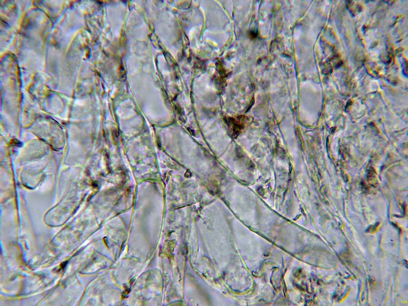 Chroogomphus mediterraneus 10 - Subpellis agua-003